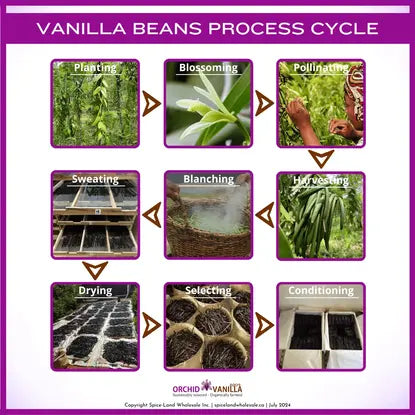 Vanilla Beans Process Cycle: From Planting to Perfection